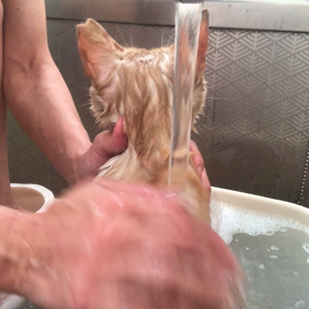 ミミちゃんシャンプー 続きの画像