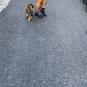 わかめちゃんお散歩中⭐️の画像