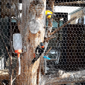 キツツキの　ドラミング‼の画像