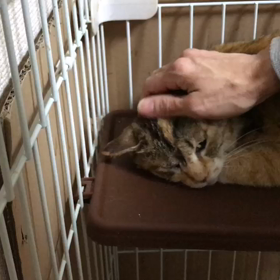 華音ちゃん、お休み☺️の画像