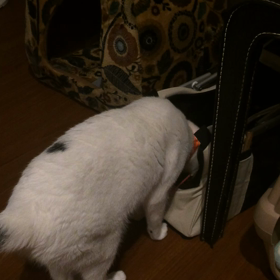 おやすみーの画像