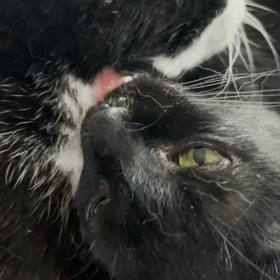 続おばあちゃんに恋するクロ〜優しくねの画像