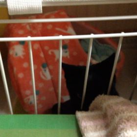 黒猫テトの動画③の画像