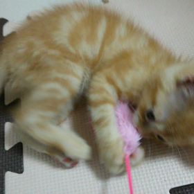 レオ動画♪の画像