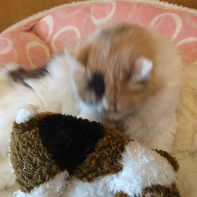 アンモニャイトの画像