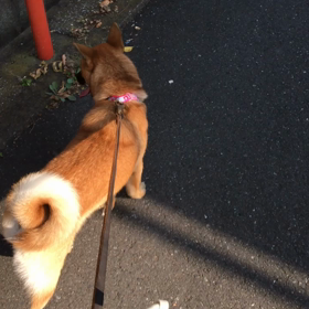 ケリ散歩17 ＊合唱団＊の画像