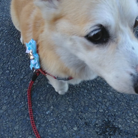 今朝ん歩の画像