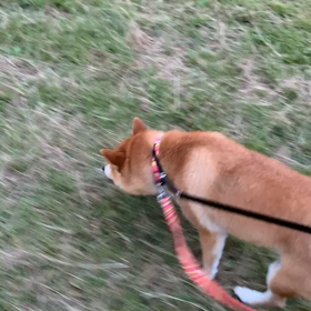 10月8日7わんこと1時間遠足  代々木公園の画像