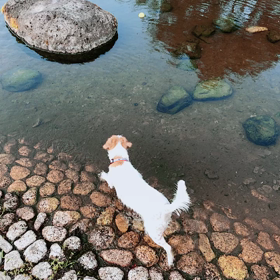 池でボール遊び！③の画像