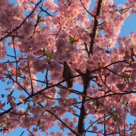 河津桜と鳥さん⁎ˇ◡ˇ⁎の画像