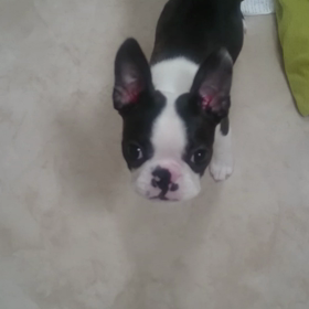 花より男子❤❤❤の画像