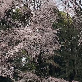 春の風に桜吹雪！の画像