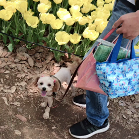 ひたちなかの画像