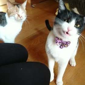 頑張りましゅの画像