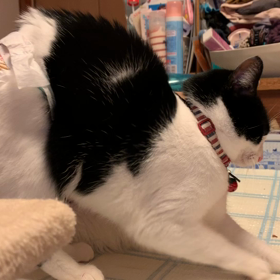 どうした？党首の画像