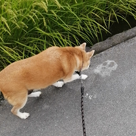 神様ワンコの画像