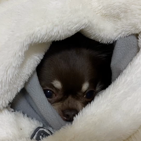 巻き巻きしてお昼寝の画像