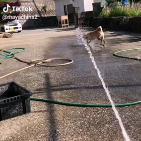水遊びが大好きな豆柴の画像