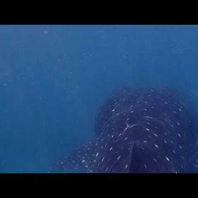 モルディブの画像