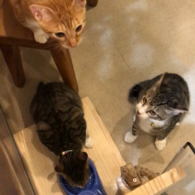 譲渡会 開催中の画像