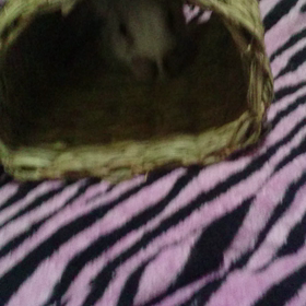 動画を撮ってみたの画像