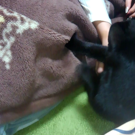 野良クロの画像