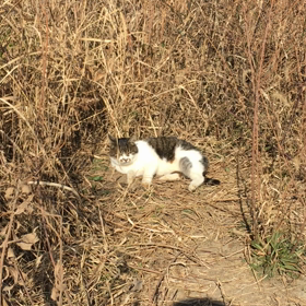 ドイツ女性と保護猫活動してる人とのその後の画像