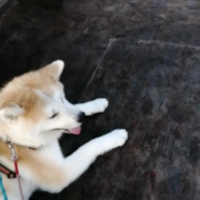 始めと終わりの1kmは元気ハツラツ❗真ん中1.5kmはイヤイヤ、相変わらずの未来丸。日差しもきつの画像