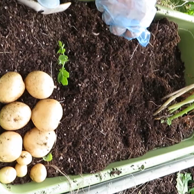 じゃがいもの画像