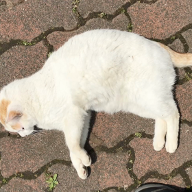 昼猫通信卯月30日の画像