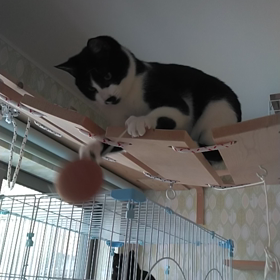 どうしてもボールが取りたいボクちゃんの画像