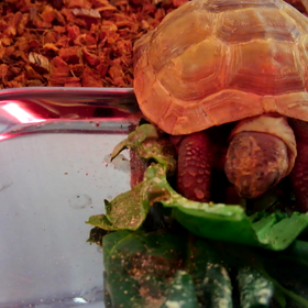 一生懸命の画像