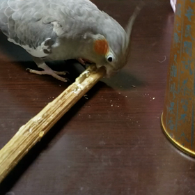 いつも帰宅拒否の奏の画像