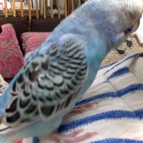 はっ((((；ﾟДﾟ)))))))の画像