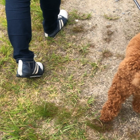 わんこの新しい旅立ちの画像