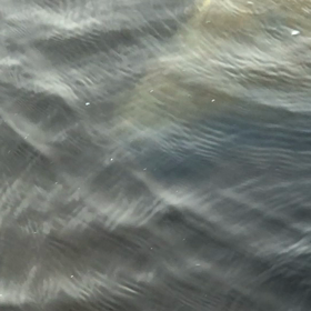 マナティの画像