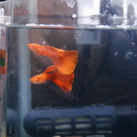 久々の水槽。の画像