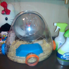 パール君ですの画像