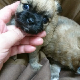 可愛らしっ(*^^*)！の画像