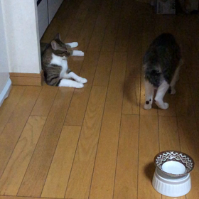 良い思い出になるのかなぁ？子猫用ご飯は美味しいの？の画像