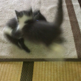 俺、親猫になる 93の画像