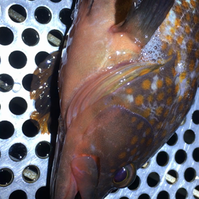 今週の釣果　三重県　初魚種　深夜の悩みの画像