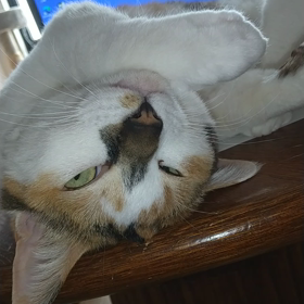 空ちゃんたちの画像