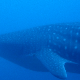 ジンベイザメ出ちゃったからブログ復活の画像