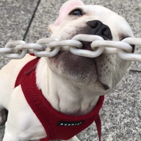 新しい遊びの画像