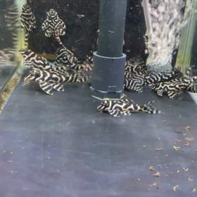 エアレーションで、、、の画像