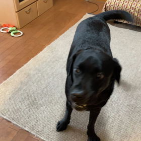 犬の訃報の画像