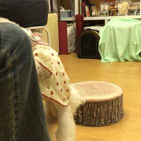 時々オヤツの手を見ちゃいます。の画像