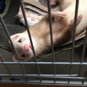 今日のシナモン  ハンモックから落ちるの画像