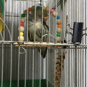 チリンチリンの画像